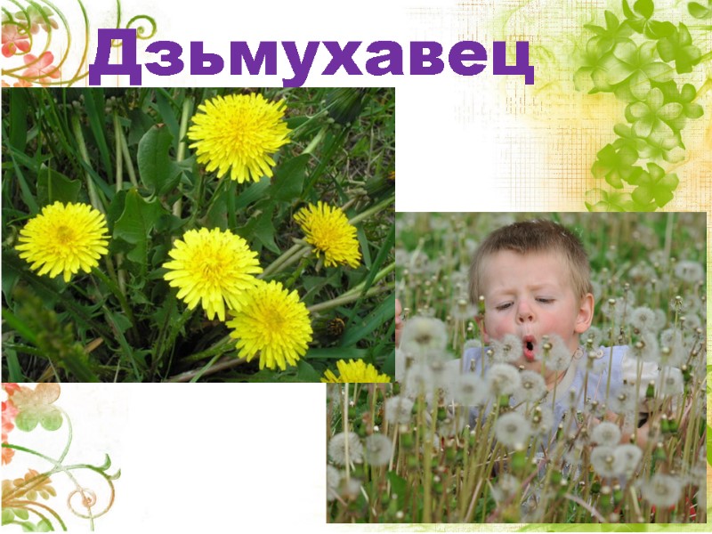 Дзьмухавец